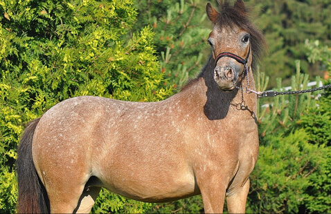 Horse Stables